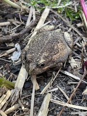 Limnodynastes dumerilii insularis