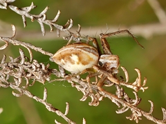 Oxyopes amoenus