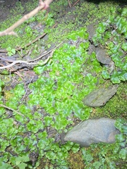 Lunularia cruciata
