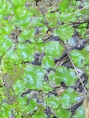 Lunularia cruciata