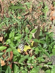 Appias libythea olferna