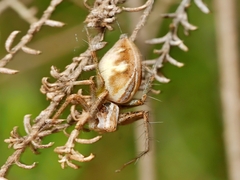Oxyopes amoenus