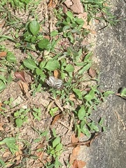 Appias libythea olferna