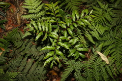 Cupaniopsis baileyana