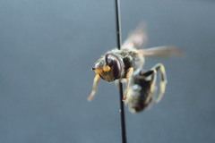 Hylaeus basalis