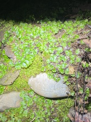 Lunularia cruciata