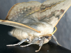 Anthela varia