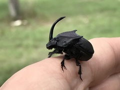 Phanaeus triangularis