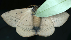 Anthela varia
