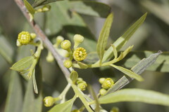 Alectryon oleifolius