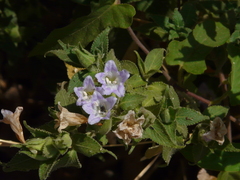 Strobilanthes ixiocephala