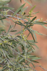 Alectryon oleifolius