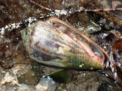 Conus anemone
