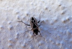 Xanthochilus saturnius