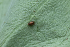 Sericoderus