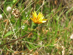 Gazania rigens