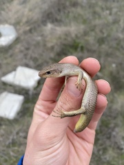 Plestiodon gilberti cancellosus