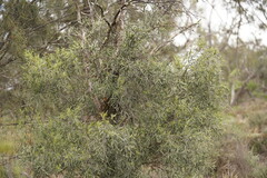 Alectryon oleifolius