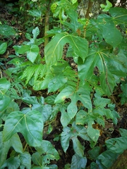 Hodgsonia macrocarpa