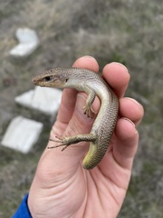 Plestiodon gilberti cancellosus