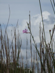 Agalinis linifolia
