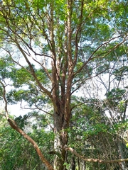 Lophostemon confertus