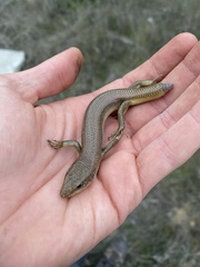 Plestiodon gilberti cancellosus