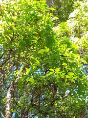 Lophostemon confertus