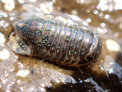 Sphaeromatoidea