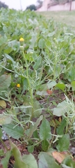 Senecio glaucus