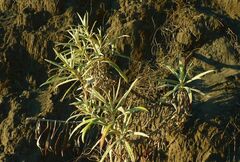 Anaphalis longifolia