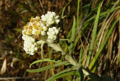 Anaphalis longifolia