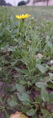 Senecio glaucus