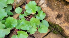 Heuchera parvifolia