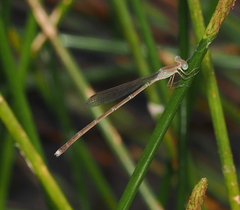 Indolestes insularis