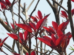 Madhuca longifolia latifolia