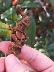 Disholcaspis quercusvirens