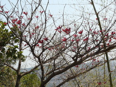 Madhuca longifolia latifolia