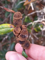 Disholcaspis quercusvirens