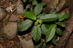 Ehretia acuminata