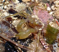 Halicarcinus