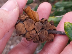 Disholcaspis quercusvirens