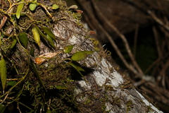 Dendrobium pugioniforme
