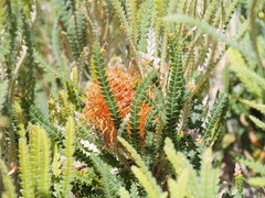 Banksia formosa