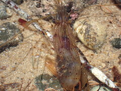 Palaemon serenus