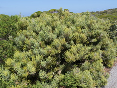 Banksia formosa
