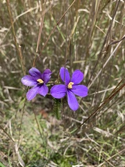 Cheiranthera linearis