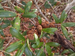 Disholcaspis quercusvirens