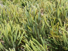 Banksia formosa