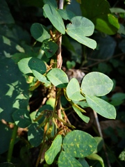 Amphicarpaea ferruginea